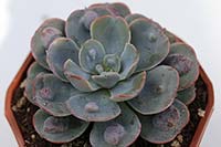 E. Raindrops img_07286