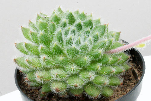 Echeveria setosa img_02288