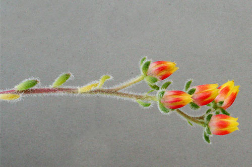 Echeveria setosa img_02290