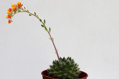 Echeveria setosa img_04271