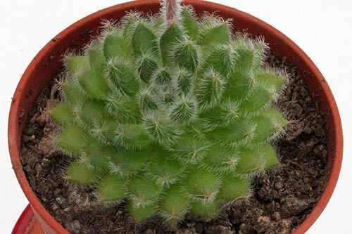 Echeveria setosa img_04273