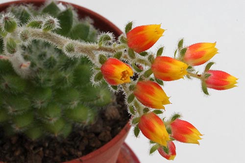 Echeveria setosa img_04274