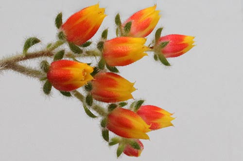 Echeveria setosa img_04275