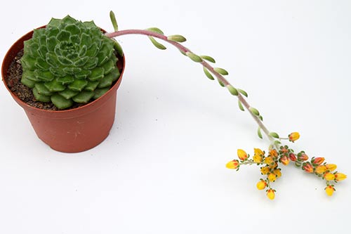 Echeveria setosa 'San Mateo Penasco' img_04848