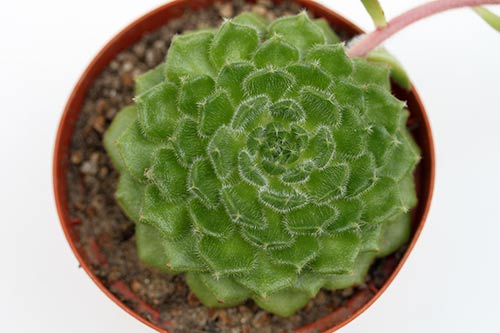 Echeveria setosa 'San Mateo Penasco' img_04852