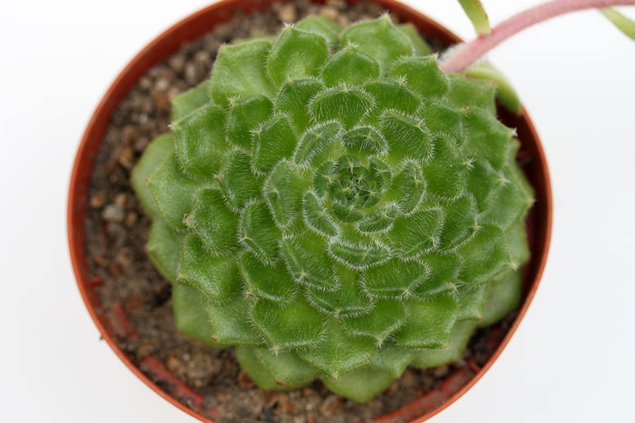 Echeveria setosa 'San Mateo Penasco' img_04852