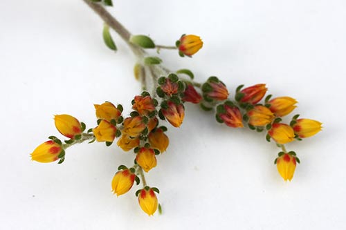 Echeveria setosa 'San Mateo Penasco' img_04854