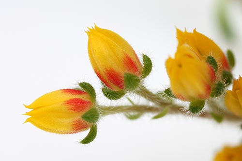 Echeveria setosa 'San Mateo Penasco' img_04855