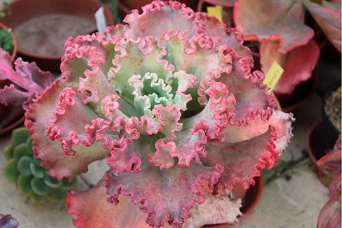 Echeveria sp 17 img_06317