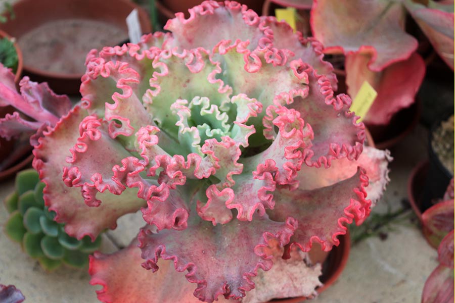 Echeveria sp 17 img_06317