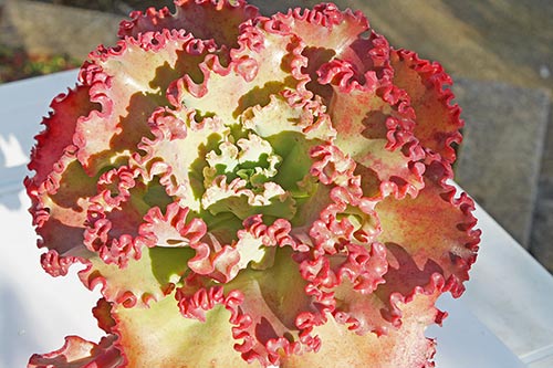 Echeveria sp 17 img_06410