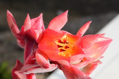 Echeveria sp 17 img_06413