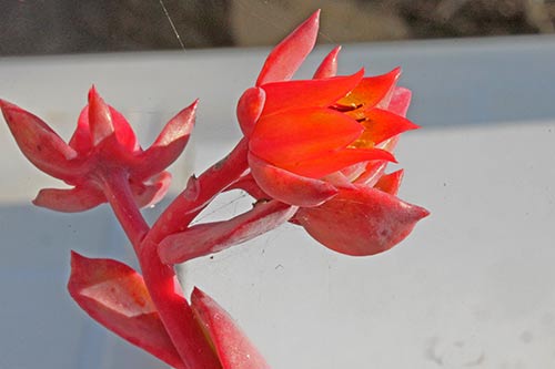 Echeveria sp 17 img_08750