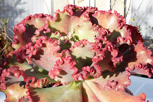 Echeveria sp 17 img_08757