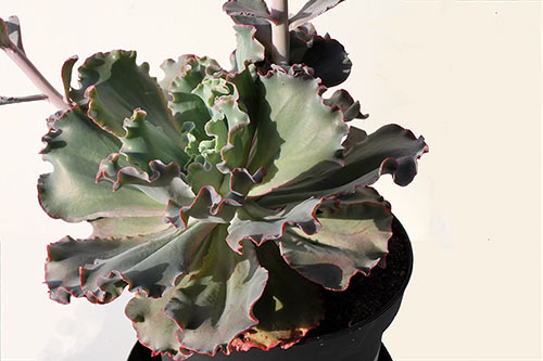 Echeveria Takasago No Okina img_01287