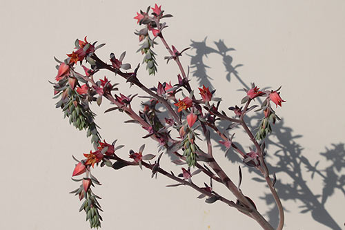 Echeveria Takasago No Okina img_01289