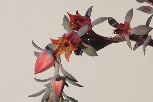 Echeveria Takasago No Okina img_01291