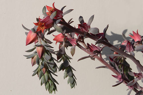 Echeveria Takasago No Okina img_01292