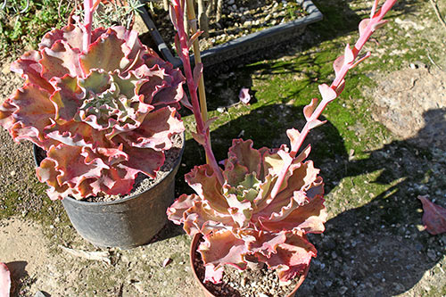 Echeveria Takasago No Okina img_01656