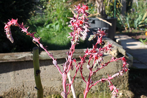 Echeveria Takasago No Okina img_01657