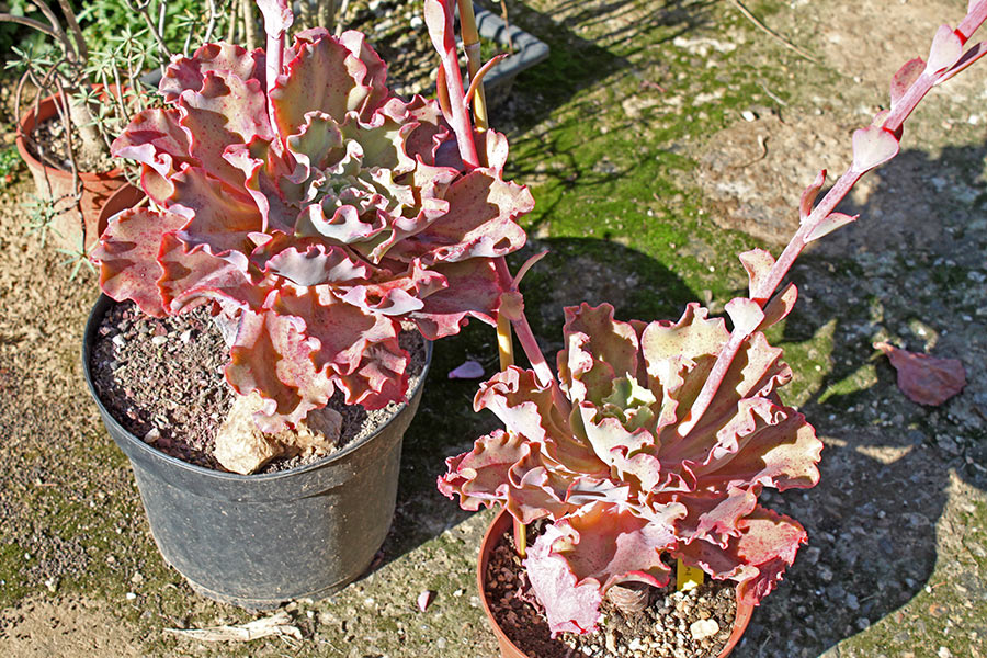 Echeveria Takasago No Okina img_01660