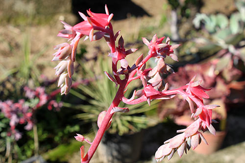 Echeveria Takasago No Okina img_01662