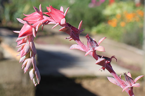 Echeveria Takasago No Okina img_01663