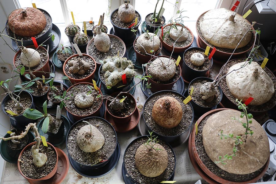 plantes à caudex img_01974