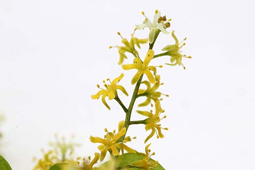 Dioscorea elephantipes img_00549