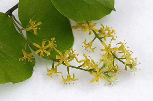 Dioscorea elephantipes img_00552