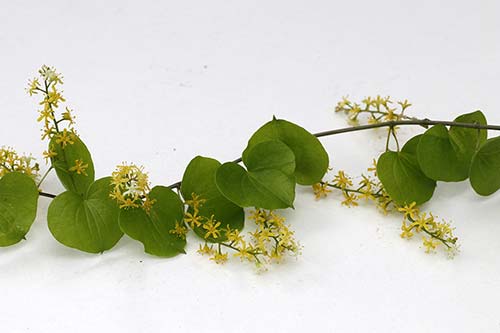 Dioscorea elephantipes img_00556