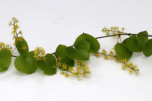 Dioscorea elephantipes img_00558