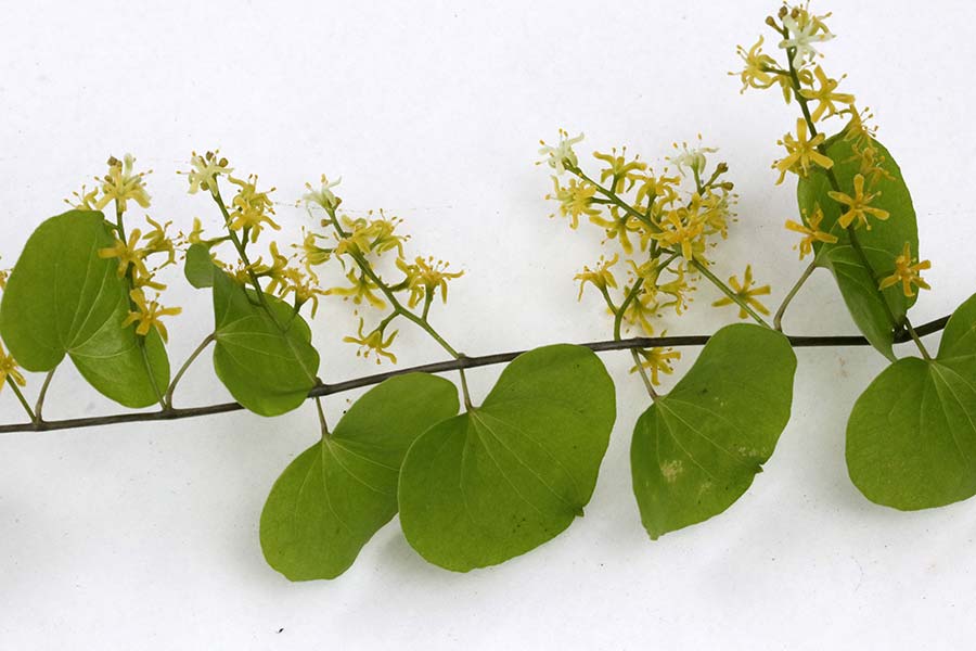 Dioscorea elephantipes img_00560