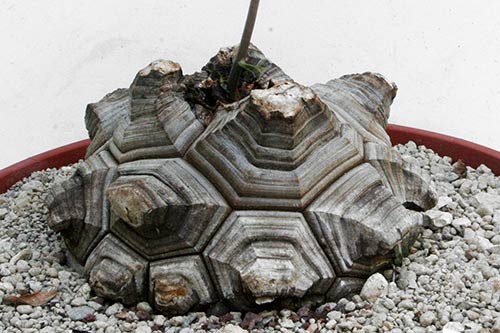 Dioscorea elephantipes img_06829