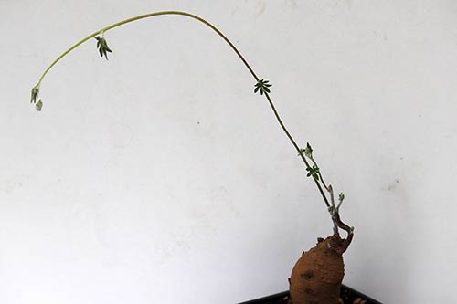 Ipomoea pubescens img_01719