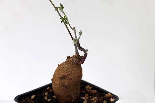 Ipomoea pubescens img_01720