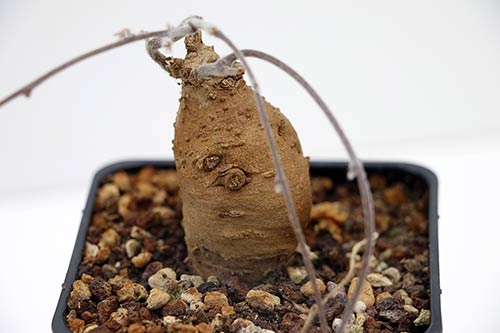 Ipomoea pubescens img_05903