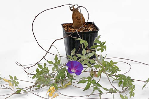 Ipomoea pubescens img_05904