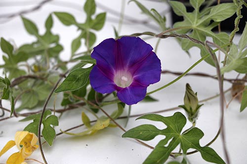 Ipomoea pubescens img_05905