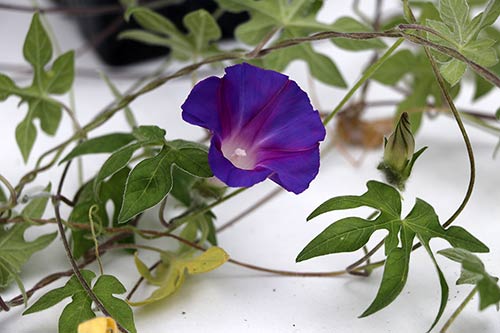 Ipomoea pubescens img_05906