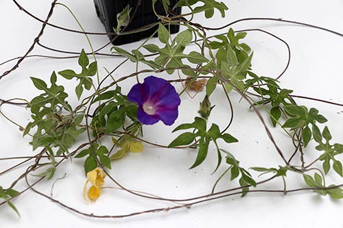 Ipomoea pubescens img_05910