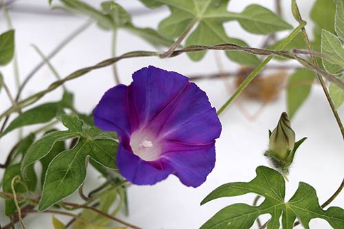 Ipomoea pubescens img_05911