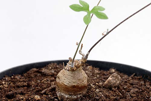 Ipomoea pubescens img_09650
