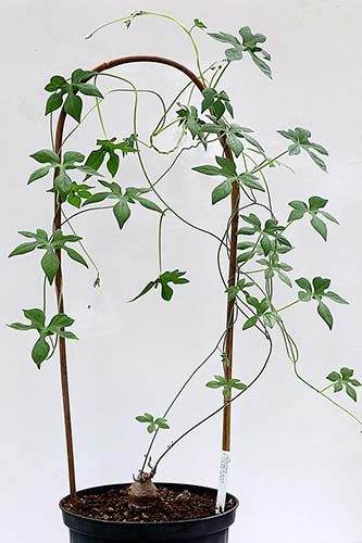 Ipomoea pubescens img_09651