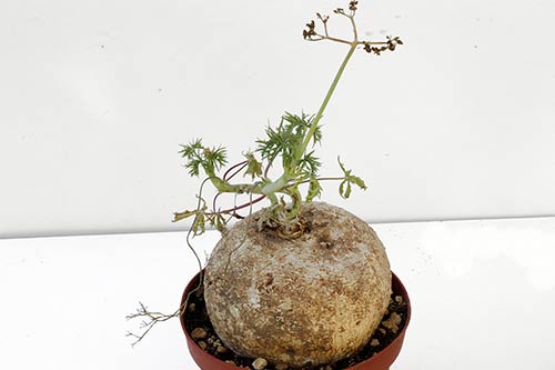 Jatropha cathartica img_01173