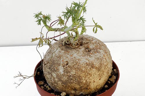 Jatropha cathartica img_01174