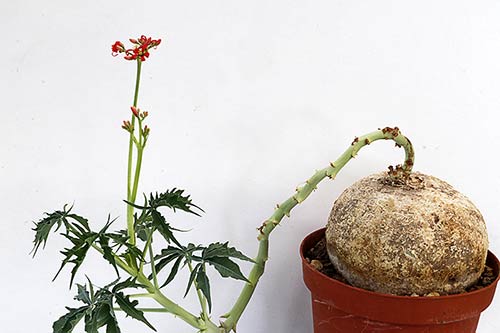 Jatropha cathartica img_09525