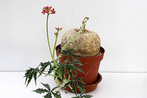 Jatropha cathartica img_09526
