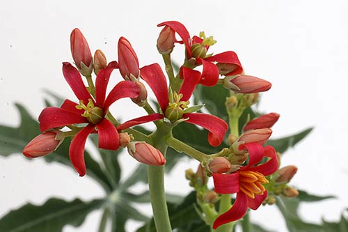 Jatropha cathartica img_09540