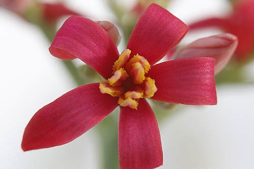 Jatropha cathartica img_09554